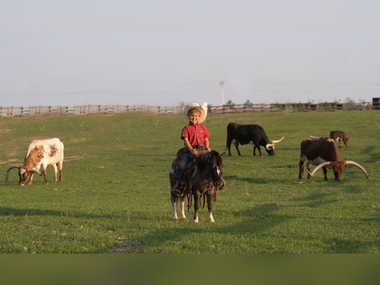 Altri pony/cavalli di piccola taglia Castrone 5 Anni 86 cm in Nevis, MN