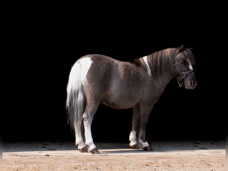Altri pony/cavalli di piccola taglia Castrone 5 Anni 86 cm in Nevis, MN