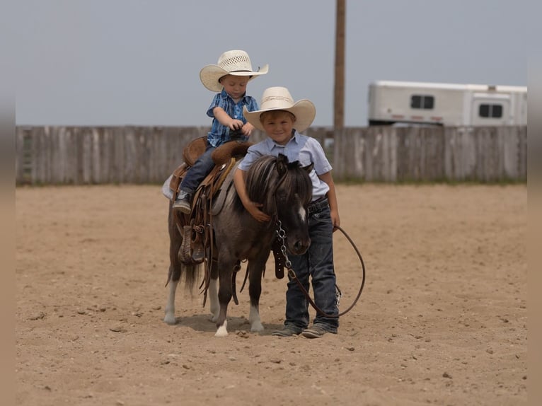 Altri pony/cavalli di piccola taglia Castrone 5 Anni 86 cm in Nevis, MN
