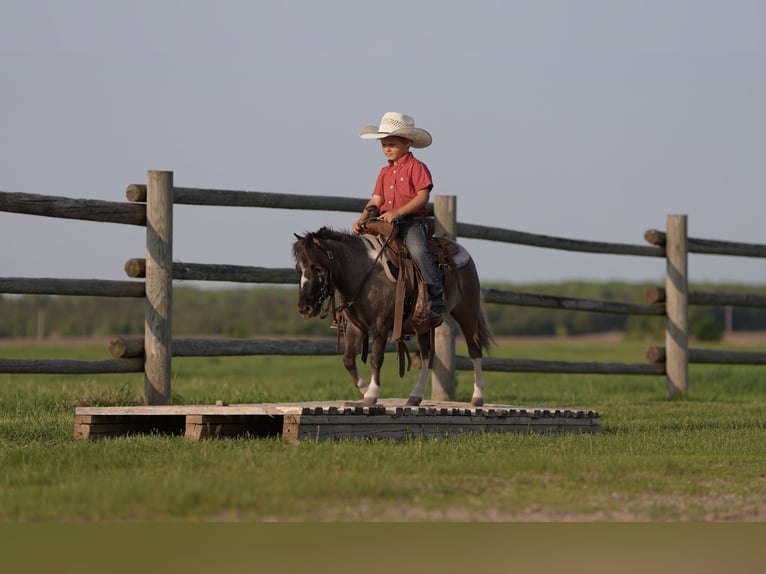 Altri pony/cavalli di piccola taglia Castrone 5 Anni 86 cm in Nevis, MN