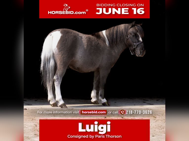 Altri pony/cavalli di piccola taglia Castrone 5 Anni 86 cm in Nevis, MN