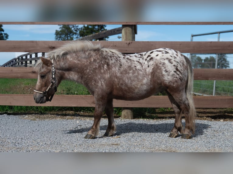 Altri pony/cavalli di piccola taglia Castrone 5 Anni 91 cm Sauro in Fredericksburg