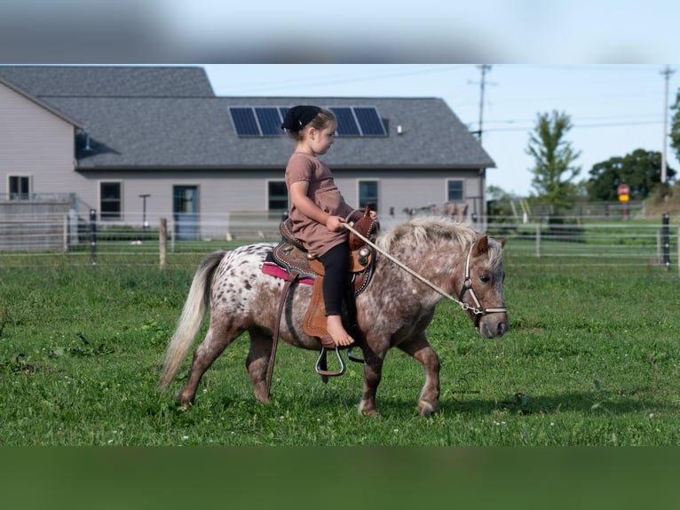 Altri pony/cavalli di piccola taglia Castrone 5 Anni 91 cm Sauro in Fredericksburg
