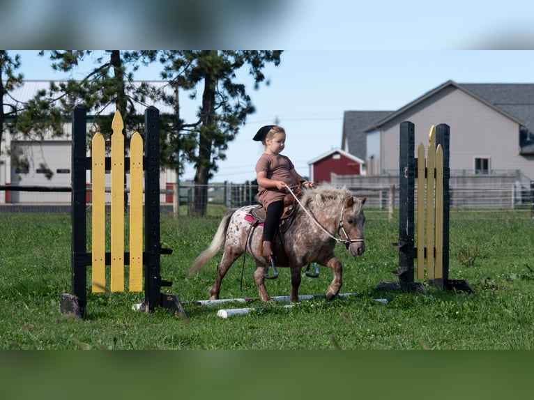 Altri pony/cavalli di piccola taglia Castrone 5 Anni 91 cm Sauro scuro in Fredericksburg