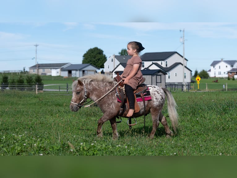 Altri pony/cavalli di piccola taglia Castrone 5 Anni 91 cm Sauro scuro in Fredericksburg