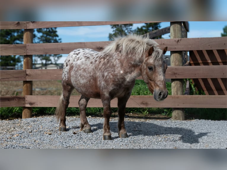Altri pony/cavalli di piccola taglia Castrone 5 Anni 91 cm Sauro scuro in Fredericksburg