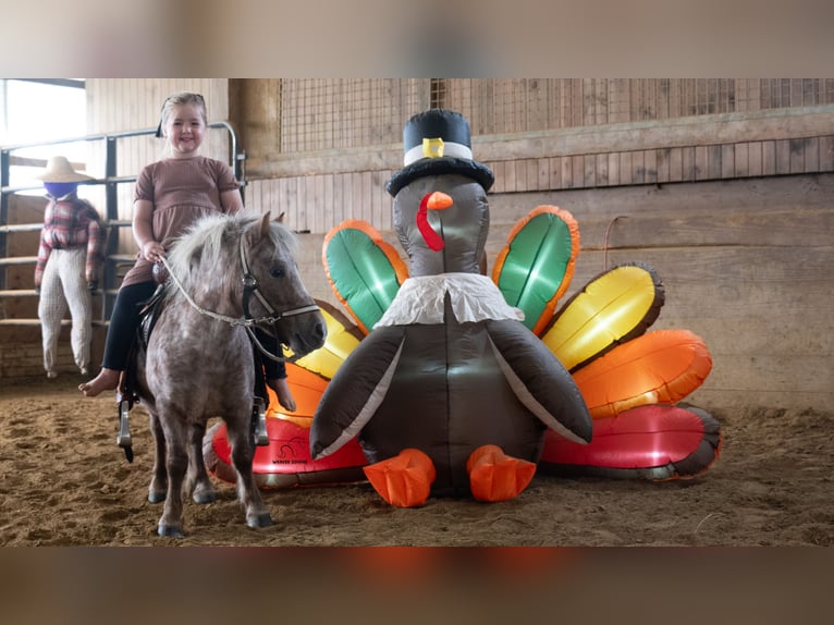 Altri pony/cavalli di piccola taglia Castrone 5 Anni 91 cm Sauro scuro in Fredericksburg