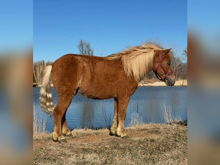 Altri pony/cavalli di piccola taglia Castrone 5 Anni 97 cm Sauro ciliegia in Canyon
