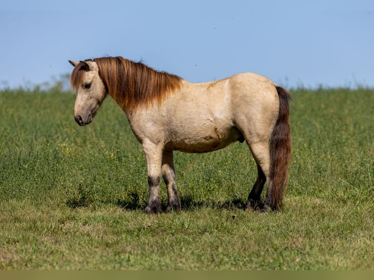 Altri pony/cavalli di piccola taglia Castrone 5 Anni 99 cm Pelle di daino in Ewing