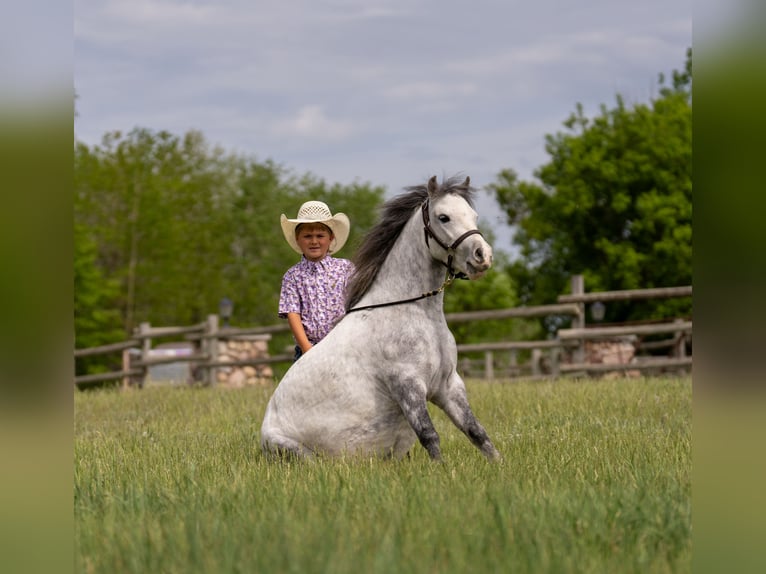 Altri pony/cavalli di piccola taglia Castrone 5 Anni Grigio in Nevis