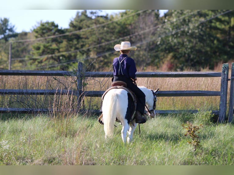 Altri pony/cavalli di piccola taglia Castrone 5 Anni Pezzato in Rebersburg