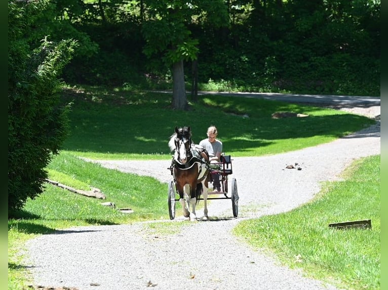 Altri pony/cavalli di piccola taglia Castrone 5 Anni Pezzato in Millersburg