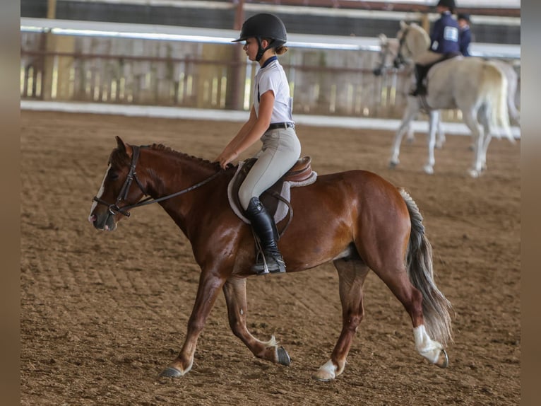 Altri pony/cavalli di piccola taglia Castrone 5 Anni Sauro ciliegia in Joshua