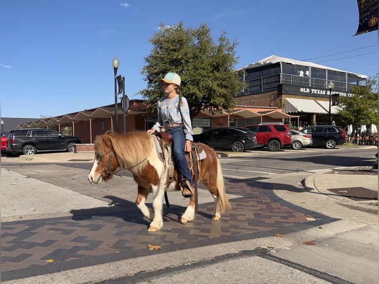 Altri pony/cavalli di piccola taglia Castrone 6 Anni 102 cm Pezzato in Cleburne