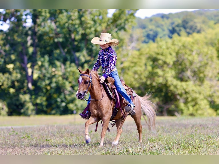 Altri pony/cavalli di piccola taglia Castrone 6 Anni 102 cm Roano rosso in Mount Vernon