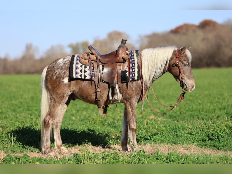 Altri pony/cavalli di piccola taglia Castrone 6 Anni 107 cm Palomino in Sedalia