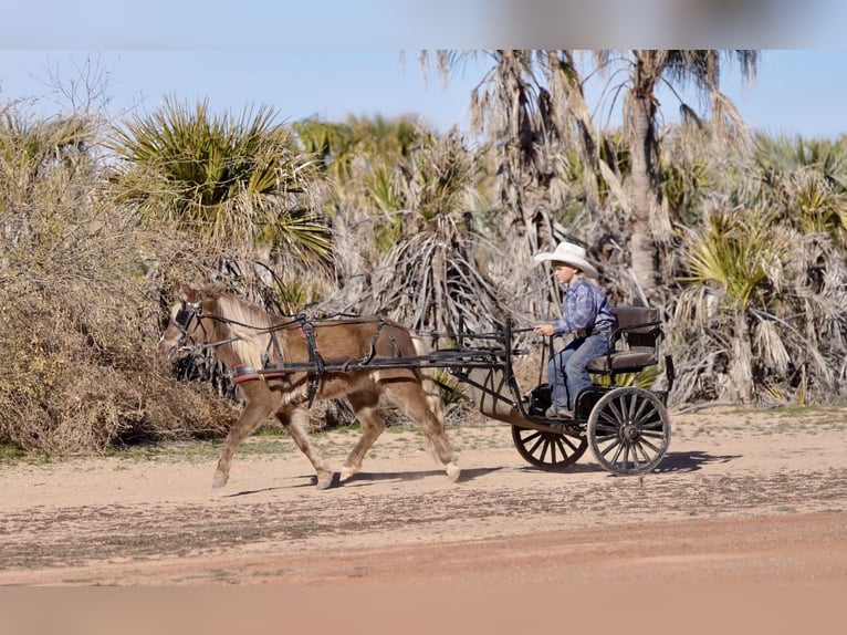 Altri pony/cavalli di piccola taglia Castrone 6 Anni 107 cm  in Aguila