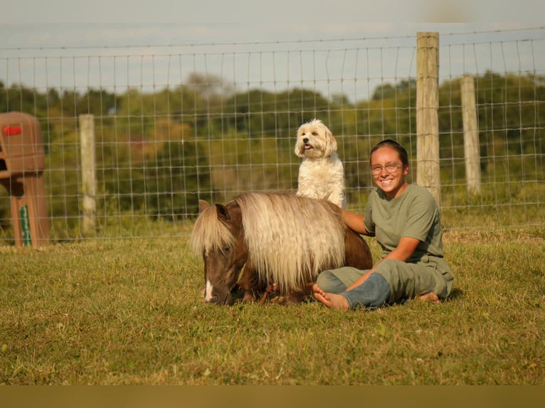 Altri pony/cavalli di piccola taglia Castrone 6 Anni 107 cm in Fresno