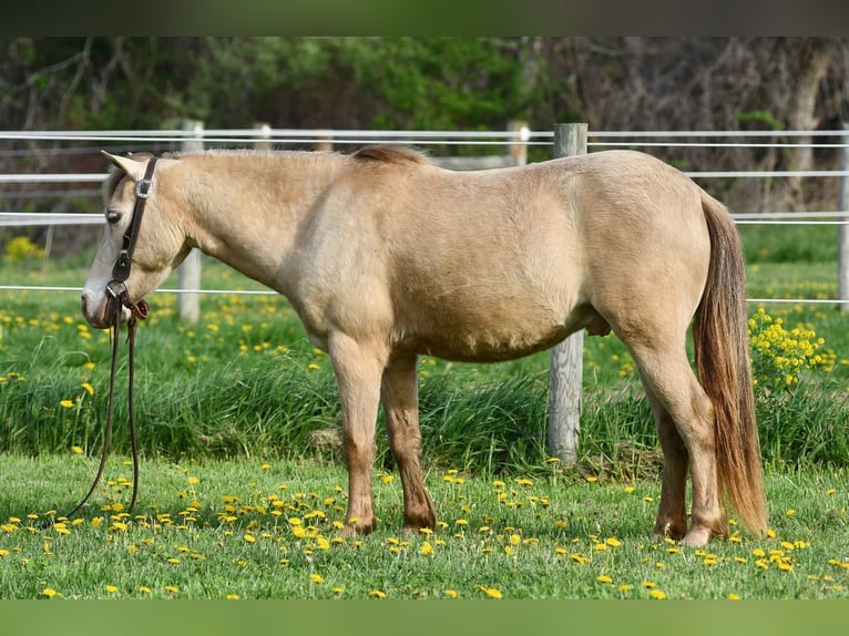Altri pony/cavalli di piccola taglia Castrone 6 Anni 117 cm Champagne in Strasburg