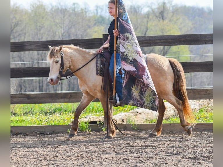 Altri pony/cavalli di piccola taglia Castrone 6 Anni 117 cm Champagne in Strasburg