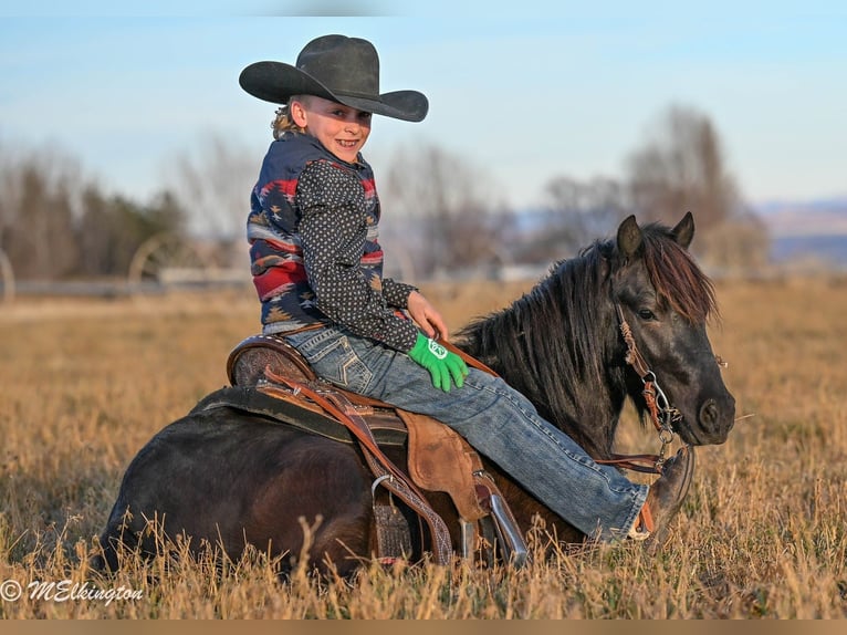 Altri pony/cavalli di piccola taglia Castrone 6 Anni 117 cm Morello in Rigby