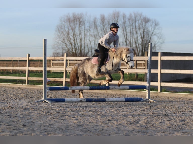 Altri pony/cavalli di piccola taglia Castrone 6 Anni 121 cm Leardo in Bogaarden