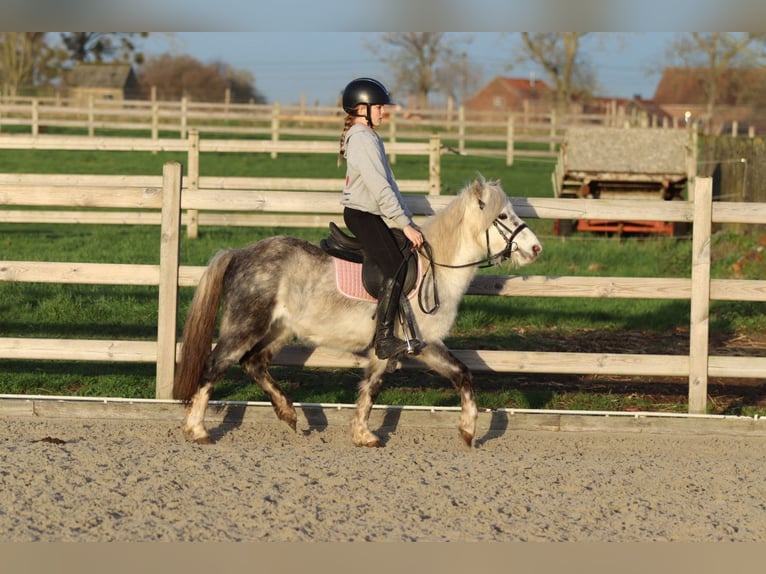 Altri pony/cavalli di piccola taglia Castrone 6 Anni 121 cm Leardo in Bogaarden