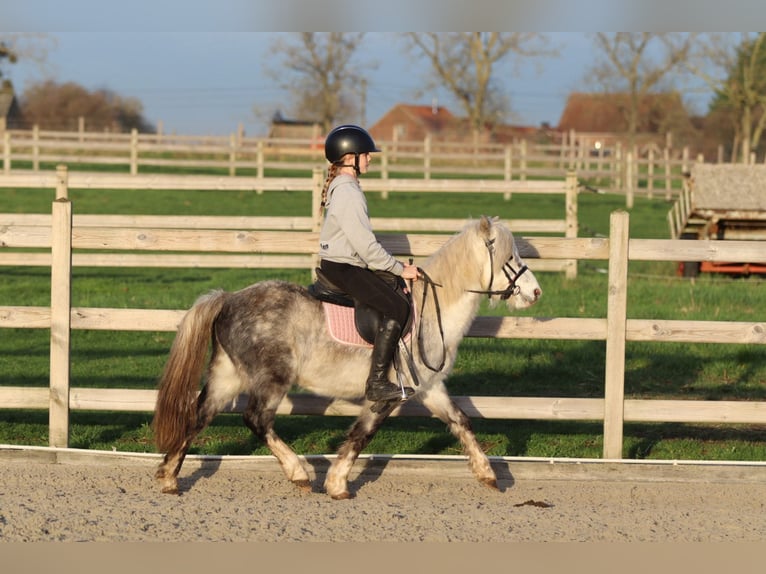 Altri pony/cavalli di piccola taglia Castrone 6 Anni 121 cm Leardo in Bogaarden