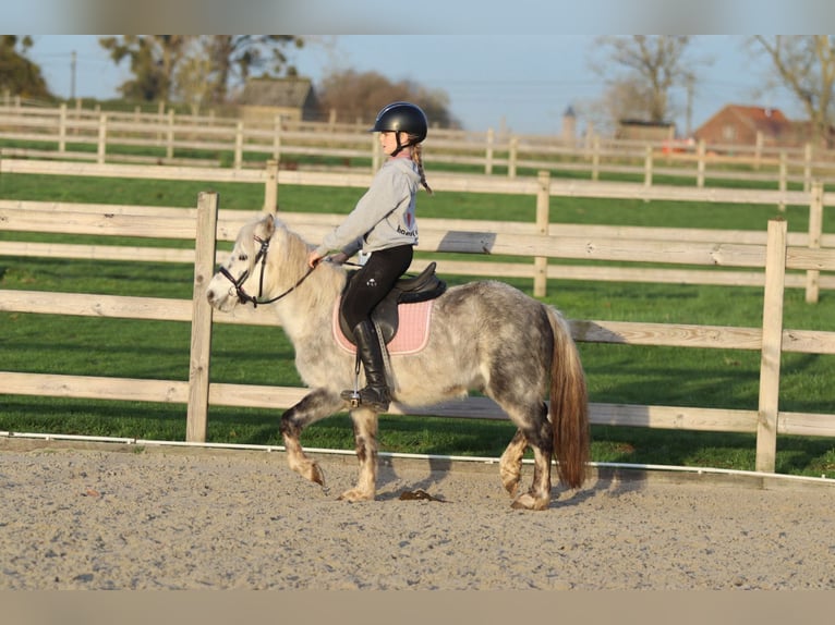 Altri pony/cavalli di piccola taglia Castrone 6 Anni 121 cm Leardo in Bogaarden