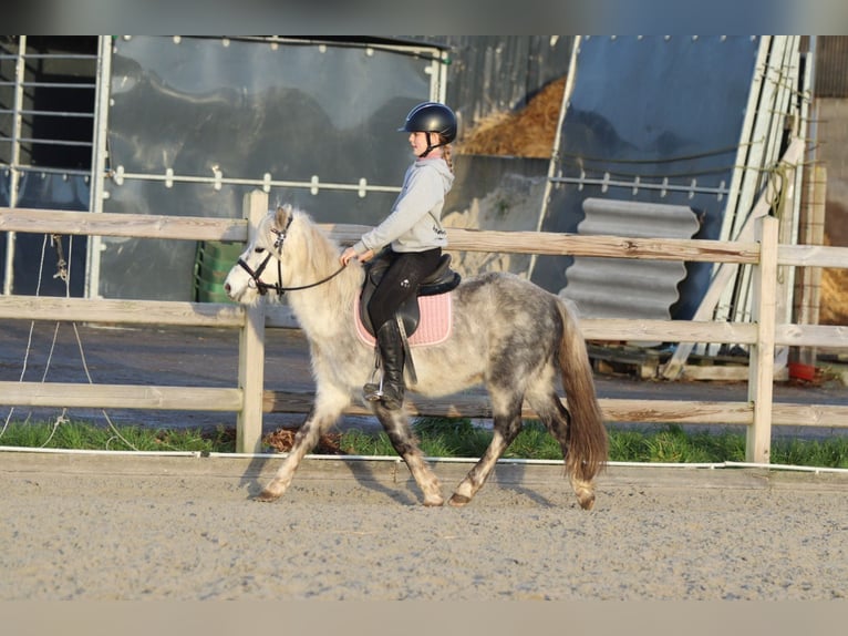 Altri pony/cavalli di piccola taglia Castrone 6 Anni 121 cm Leardo in Bogaarden