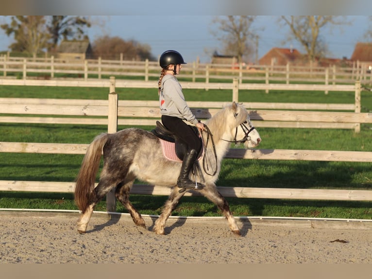 Altri pony/cavalli di piccola taglia Castrone 6 Anni 121 cm Leardo in Bogaarden