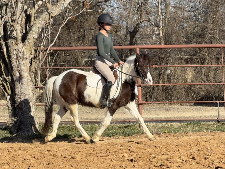 Altri pony/cavalli di piccola taglia Castrone 6 Anni 122 cm Pezzato in Cleburne