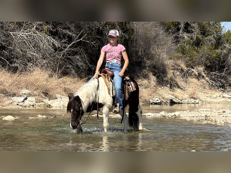 Altri pony/cavalli di piccola taglia Castrone 6 Anni 122 cm Pezzato in Cleburne