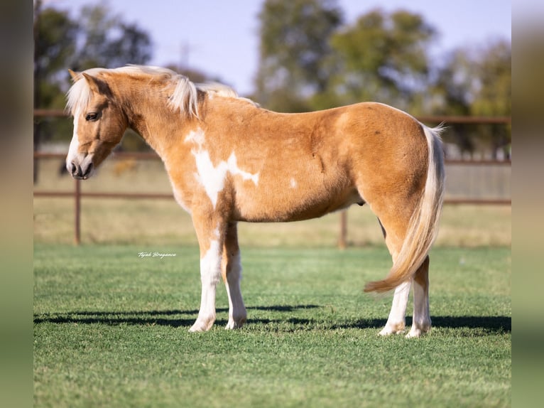 Altri pony/cavalli di piccola taglia Castrone 6 Anni 124 cm Pezzato in Perkins