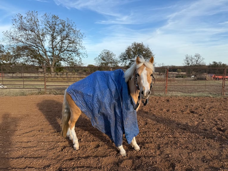 Altri pony/cavalli di piccola taglia Castrone 6 Anni 124 cm Pezzato in Perkins