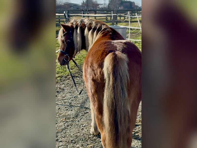 Altri pony/cavalli di piccola taglia Castrone 6 Anni 125 cm Sauro in Rechnitz