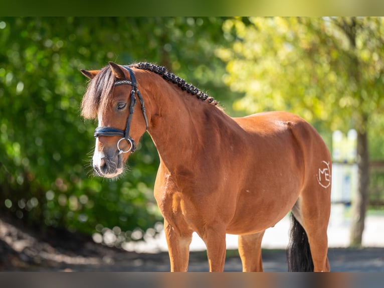 Altri pony/cavalli di piccola taglia Castrone 6 Anni 126 cm Baio in Kaulille