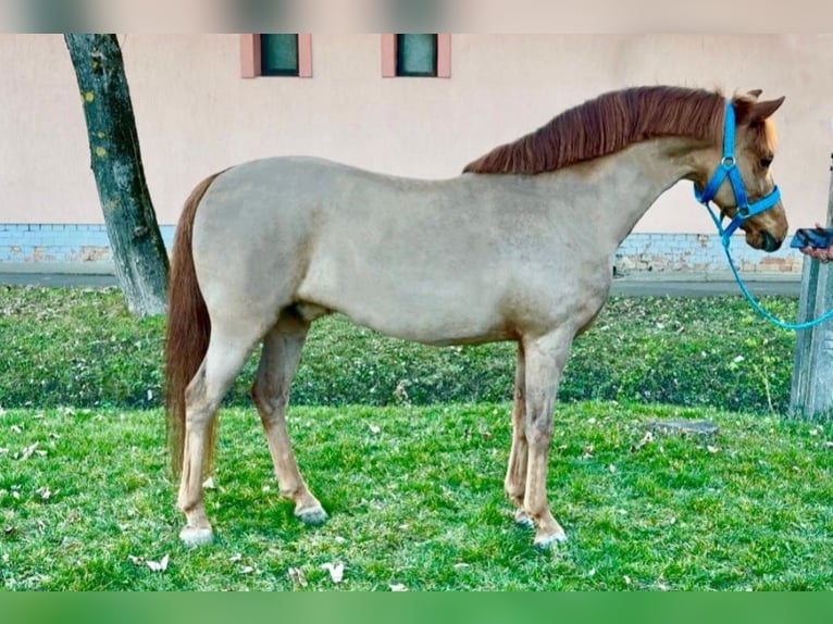 Altri pony/cavalli di piccola taglia Castrone 6 Anni 126 cm Sauro in Rechnitz