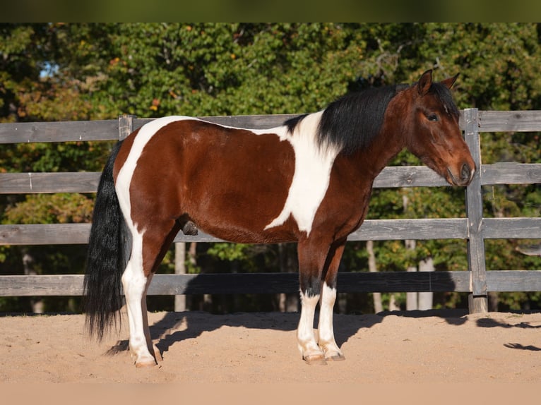 Altri pony/cavalli di piccola taglia Castrone 6 Anni 127 cm Pezzato in Clover