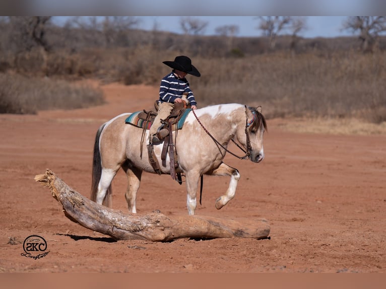 Altri pony/cavalli di piccola taglia Castrone 6 Anni 130 cm Pezzato in Canyon