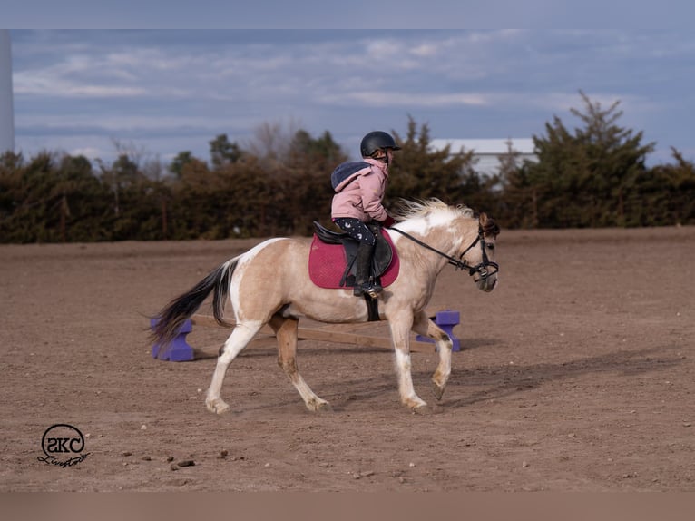 Altri pony/cavalli di piccola taglia Castrone 6 Anni 130 cm Pezzato in Canyon