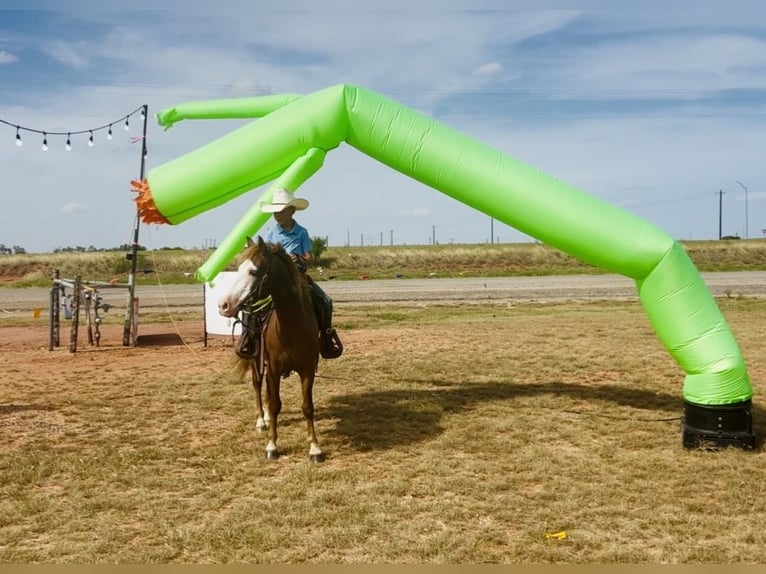 Altri pony/cavalli di piccola taglia Castrone 6 Anni 132 cm Sauro ciliegia in De Kalb