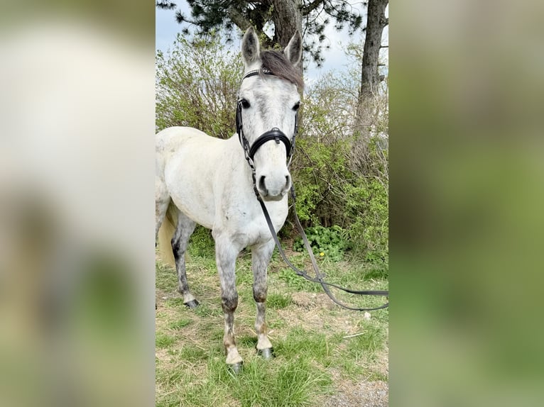 Altri pony/cavalli di piccola taglia Castrone 6 Anni 135 cm Grigio in Pelmberg