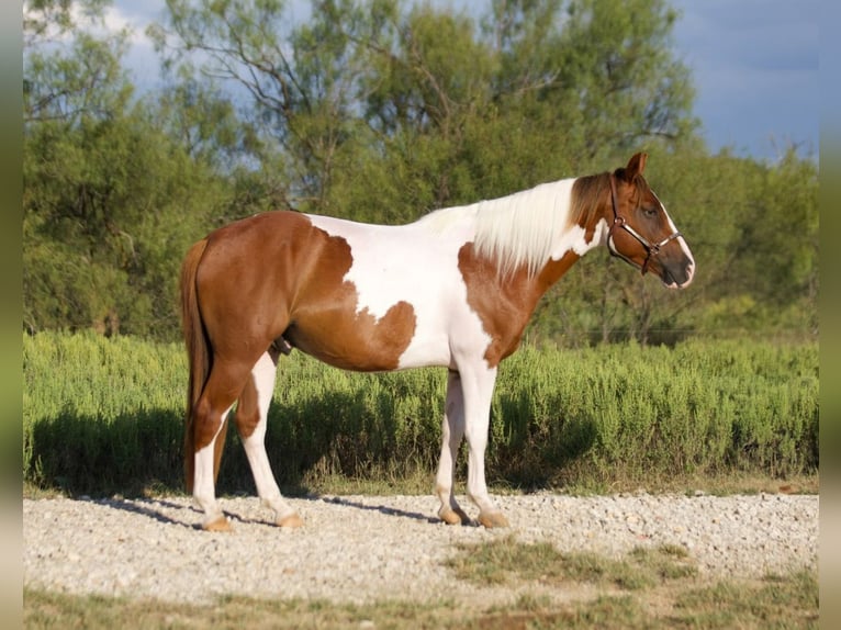 Altri pony/cavalli di piccola taglia Castrone 6 Anni 137 cm Pezzato in Graham