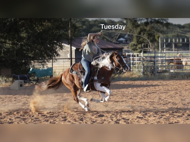 Altri pony/cavalli di piccola taglia Castrone 6 Anni 137 cm Pezzato in Graham
