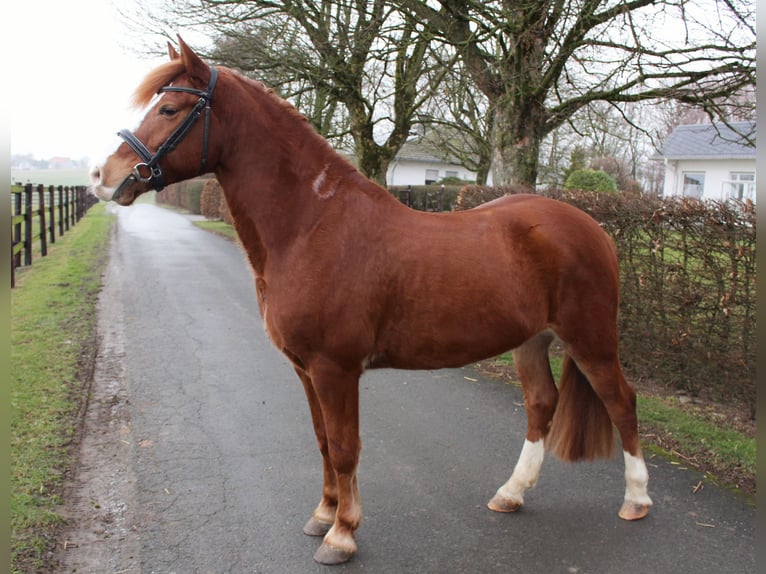 Altri pony/cavalli di piccola taglia Castrone 6 Anni 138 cm Sauro in Warstein