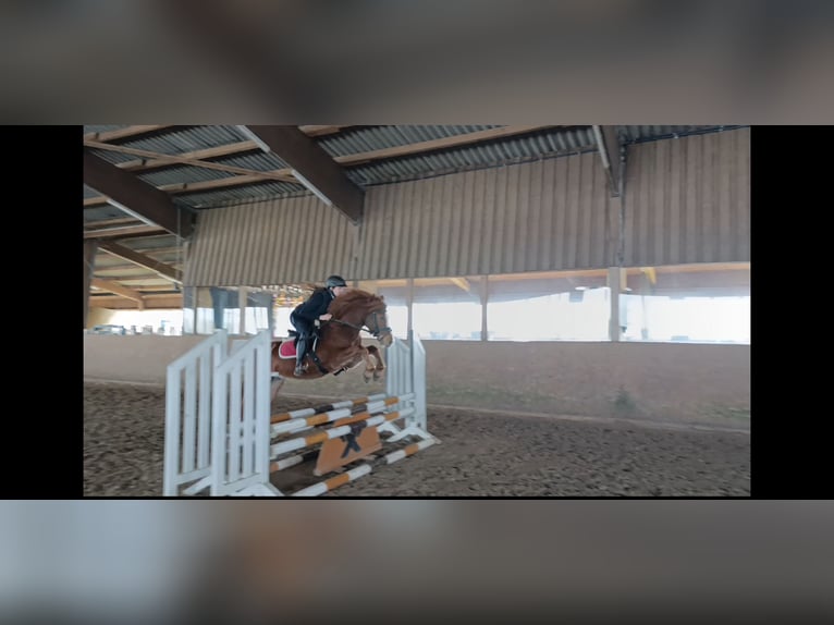 Altri pony/cavalli di piccola taglia Castrone 6 Anni 138 cm Sauro in Warstein