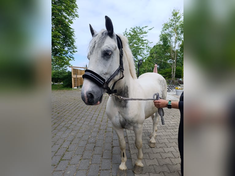 Altri pony/cavalli di piccola taglia Castrone 6 Anni 140 cm Pezzato in Neu Gaarz