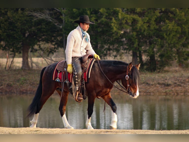 Altri pony/cavalli di piccola taglia Castrone 6 Anni 142 cm Pezzato in Baxter Springs