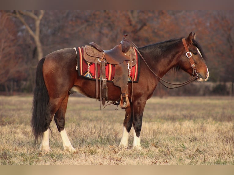 Altri pony/cavalli di piccola taglia Castrone 6 Anni 142 cm Pezzato in Baxter Springs
